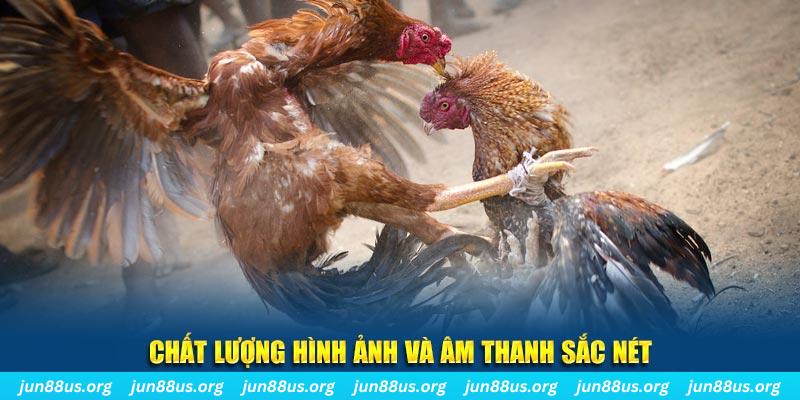 banca30 gà chọi tiêu phong